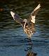 image by Kirms Photography Little Blue Heron-2